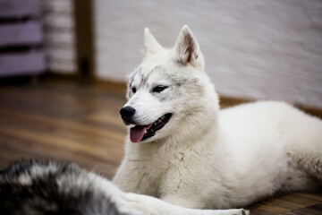Obraz premium Siberian husky puppy at home. lifestyle with dog