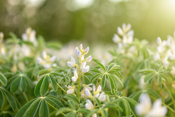 Cultivated Lupin Flowering Plants in the Field. Agriculture.