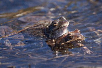 Water frog Pelophylax and Bufo Bufo in mountain lake with beautiful reflection of eyes Spring Mating