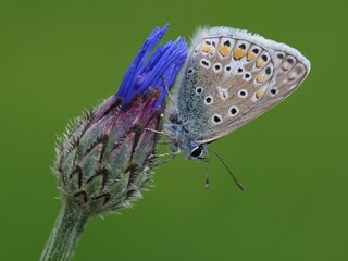 Hauhechelbläuling auf Kornblume