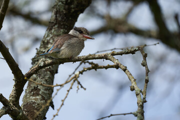 Striped kingfisher Halcyon chelicuti Portrait Cute on a tree