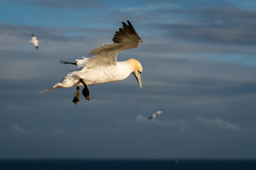 Lovely detail picture of the Northern gannets on the german Helgoland island in Nord sea