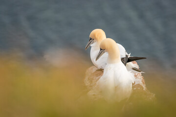 Lovely detail picture of the Northern gannets on the german Helgoland island in Nord sea