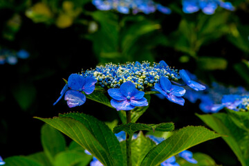 響山のアジサイ