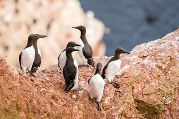Fototapeta premium Lovely detail picture of the Northern penguin on the german Helgoland island in Nord sea