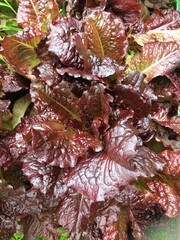 Lettuce Plants Background. View from above