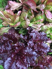 Lettuce Plants Background. View from above