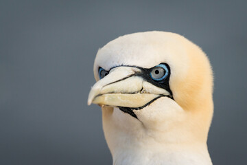 Lovely detail picture of the Northern gannets on the german Helgoland island in Nord sea