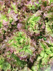 Lettuce Plants Background. View from above
