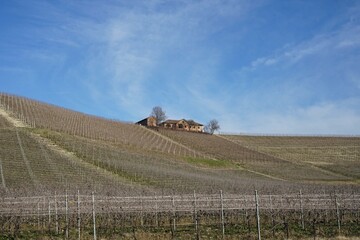 Vineyards of Langhe, Piedmont - Italy