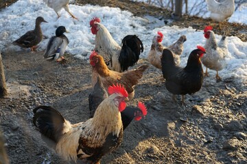 Laying hens on a farm