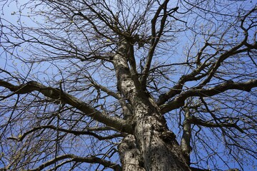 Trunk and branches of a horse chestnut