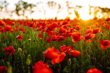 Poppy field at sunset. Poppy meadow in the beautiful light of the evening sun. 