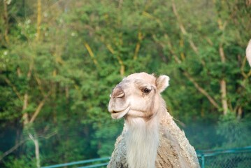 Dromedary