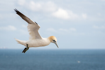 Lovely detail picture of the Northern gannets on the german Helgoland island in Nord sea