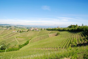 Fototapeta na wymiar Vineyards in Langhe, Piedmont - Italy