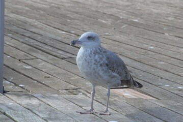 Seagull on the pier of the marina in Barcelona
