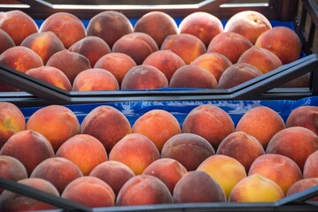 Peaches in a basket at the market