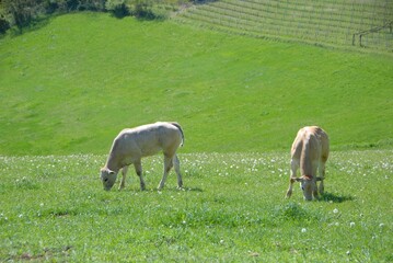 Naklejka na ściany i meble Calves grazing in the Langhe, Piedmont - Italy