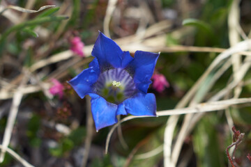 Gentiana clusii flower of the sweet lady or Clusius gentian large flowered native to Europe named...