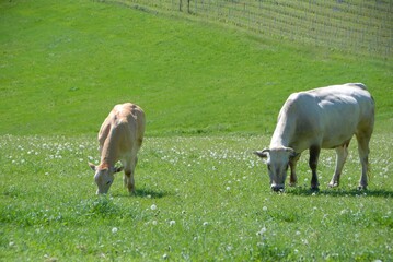Naklejka na ściany i meble Calves grazing on the Langhe hills, Piedmont - Italy