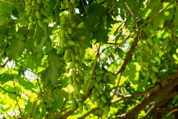 Unripe grapes on the vine