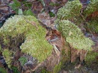 Moss on a tree trunk