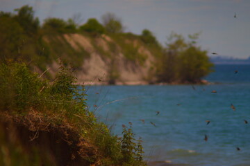 The shore