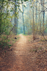 foggy morning in the autumn forest