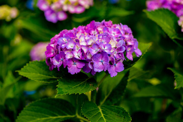 響山のアジサイ