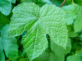 Grape leaf close-up. Summer Grape.