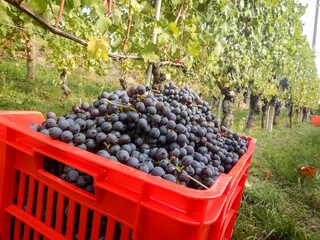 Clusters of Nebbiolo grapes in the Langhe, Piedmont - Italy
