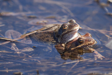 Water frog Pelophylax and Bufo Bufo in mountain lake with beautiful reflection of eyes Spring Mating