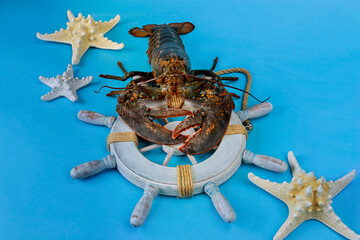 Ocean lobster on rescue circle with starfish on blue background.