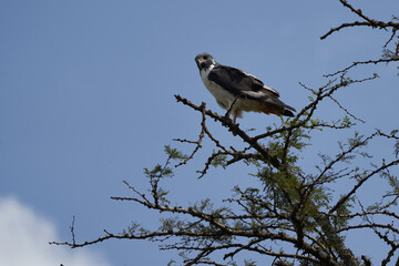 black-winged kite Elanus caeruleus also known as the black-shouldered kite 