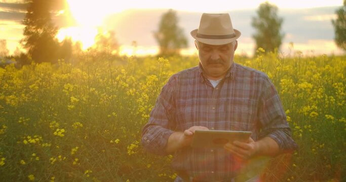 Agronomist Or Farmer Inspecting Canola Field. Farmer examines the growth of winter rapeseed in the field. Young man uses digital tablet. Sunset sunlight.