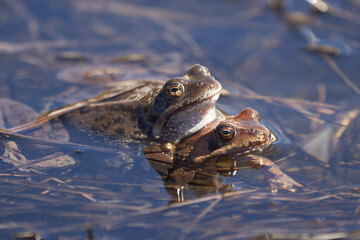 Water frog Pelophylax and Bufo Bufo in mountain lake with beautiful reflection of eyes Spring Mating