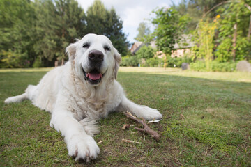 golden retriever playing outdoor grass