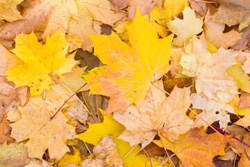 Naklejka na ściany i meble Autumn leaves background, sycamore maple in fall