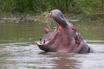 Hippo Hippopotamus amphibious Africa Safari Portrait Water Out open roar