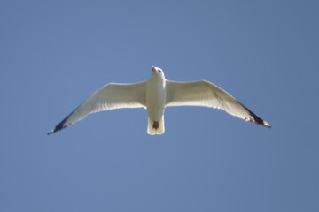 Seagull