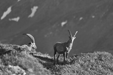 Capricorn Alpine Ibex Capra ibex Mountain Swiss Alps Black and White Landscape Scenery