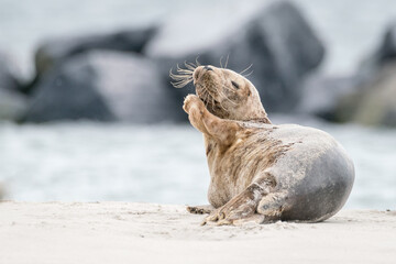 The harbor  seal (Phoca vitulina) in Helgoland, Germany © Peter Ruijs