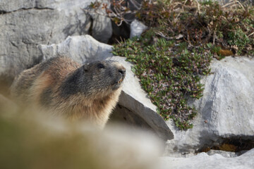 Alpine Marmot Marmota Marmota Switzerland Alps Mountains