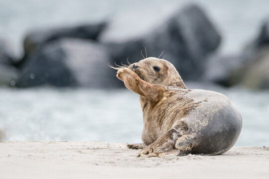 The harbor seal (Phoca vitulina) in Helgoland, Germany
