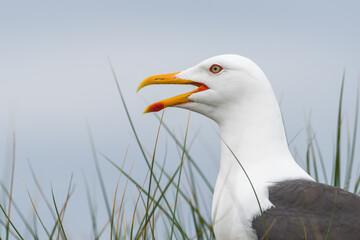 Lovely detail picture of the Northern seagull on the german Helgoland island in Nord sea