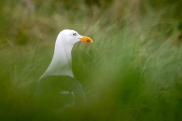 Fototapeta premium Lovely detail picture of the Northern seagull on the german Helgoland island in Nord sea