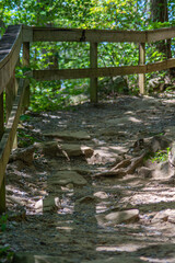 footpath in cloudland canyon state park, georgia, usa