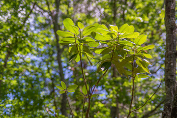 green leaves in the forest in cloudland canyon state park, georgia, usa