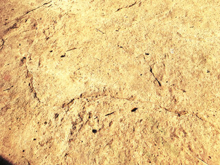 Ground surface texture close up on the summer sunny day